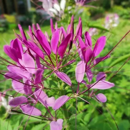 Holiday home Komfortowy Dla Kilku Rodzin *