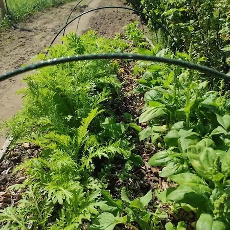 Komfortowy Dla Kilku Rodzin Holiday home