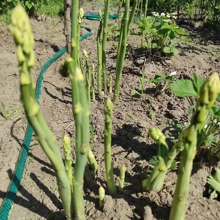 Holiday home Komfortowy Dla Kilku Rodzin