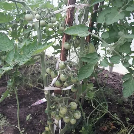 Komfortowy Dla Kilku Rodzin *