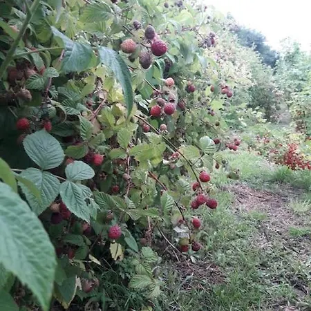 Komfortowy Dla Kilku Rodzin Wolnica (Lidzbark)