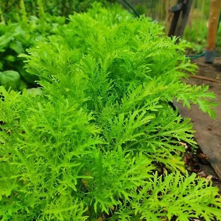 Komfortowy Dla Kilku Rodzin * Wolnica (Lidzbark)