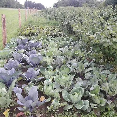 Komfortowy Dla Kilku Rodzin Holiday home *