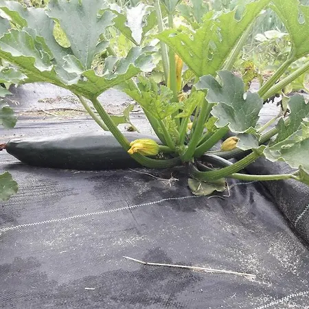 Komfortowy Dla Kilku Rodzin Wolnica (Lidzbark)