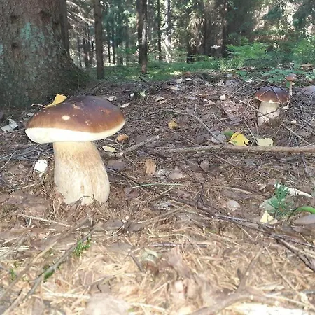 Holiday home Komfortowy Dla Kilku Rodzin