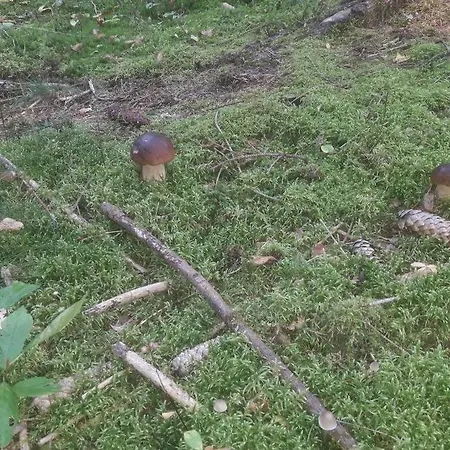 Komfortowy Dla Kilku Rodzin