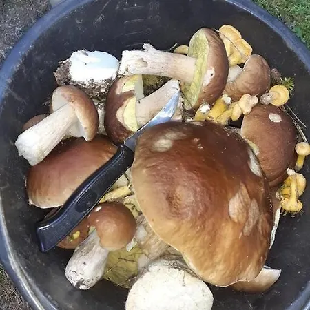 Komfortowy Dla Kilku Rodzin Holiday home Wolnica (Lidzbark)