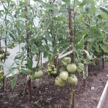 Komfortowy Dla Kilku Rodzin * Wolnica (Lidzbark)