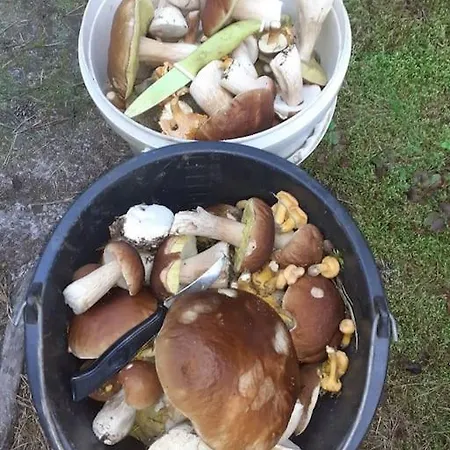 Komfortowy Dla Kilku Rodzin Wolnica (Lidzbark)