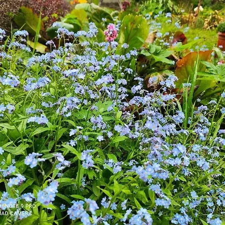 Komfortowy Dla Kilku Rodzin Wolnica (Lidzbark)