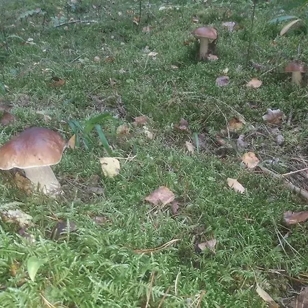 Komfortowy Dla Kilku Rodzin * Wolnica (Lidzbark)