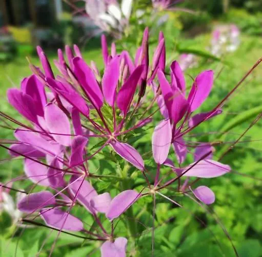 Dom wakacyjny Komfortowy Dla Kilku Rodzin *