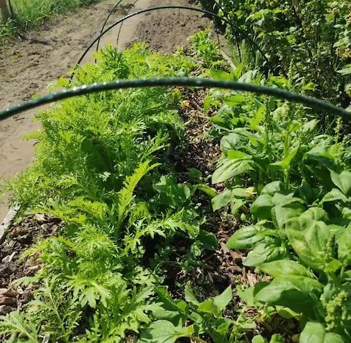 Komfortowy Dla Kilku Rodzin Dom wakacyjny