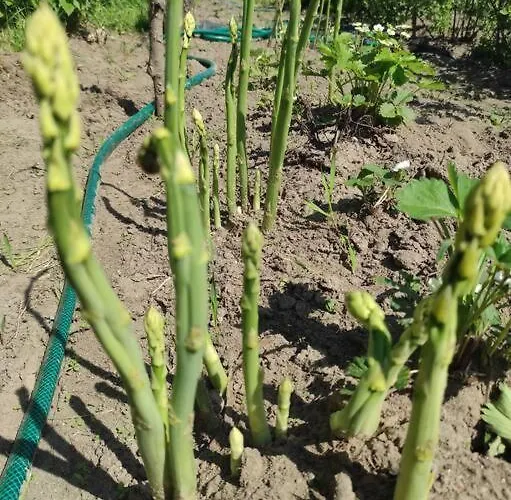 Dom wakacyjny Komfortowy Dla Kilku Rodzin