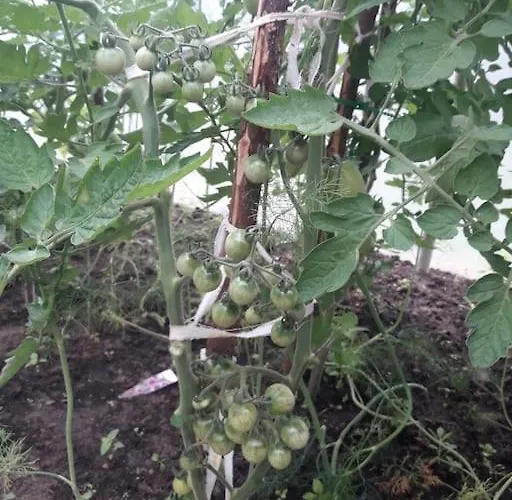 Komfortowy Dla Kilku Rodzin *