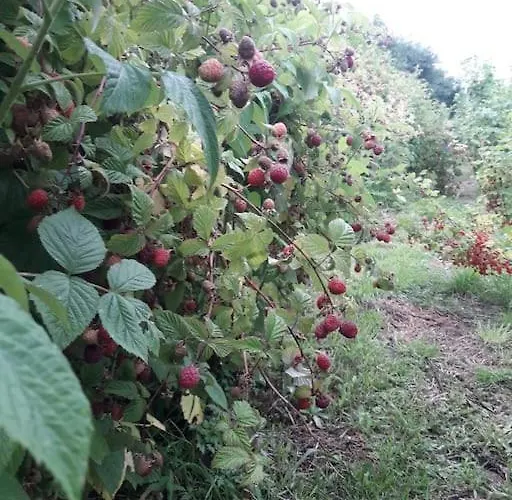 Komfortowy Dla Kilku Rodzin Wolnica (Lidzbark)