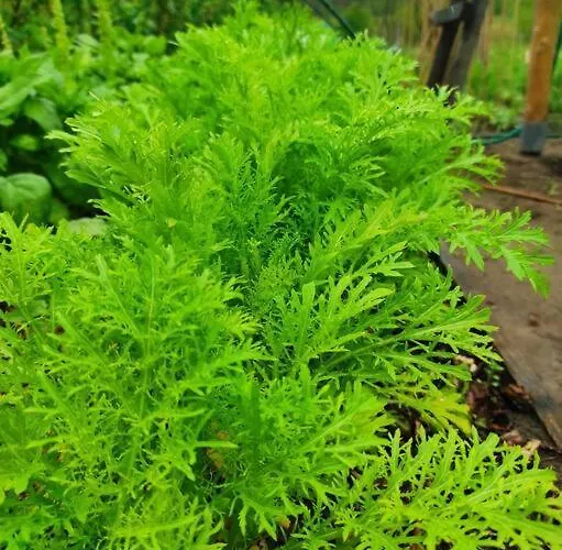 Komfortowy Dla Kilku Rodzin * Wolnica (Lidzbark)