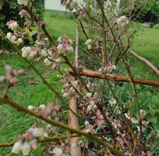 Komfortowy Dla Kilku Rodzin