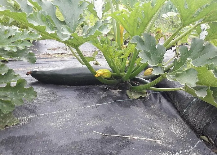 Komfortowy Dla Kilku Rodzin Wolnica (Lidzbark)