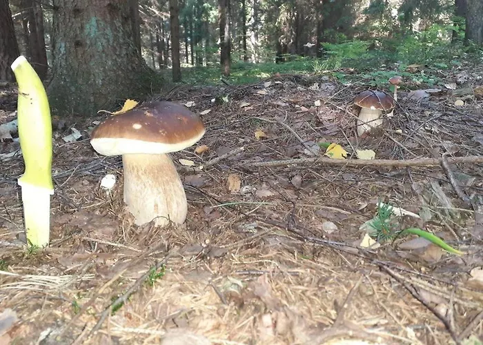 Dom wakacyjny Komfortowy Dla Kilku Rodzin