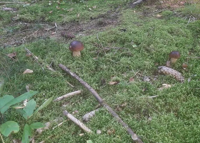 Komfortowy Dla Kilku Rodzin