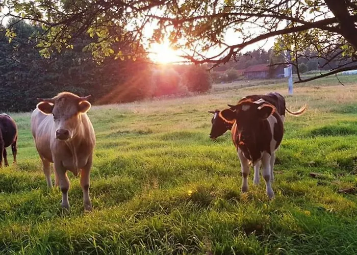 Komfortowy Dla Kilku Rodzin *