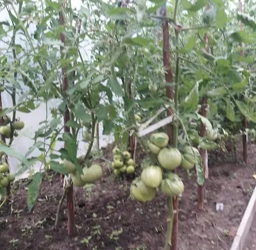 Komfortowy Dla Kilku Rodzin * Wolnica (Lidzbark)