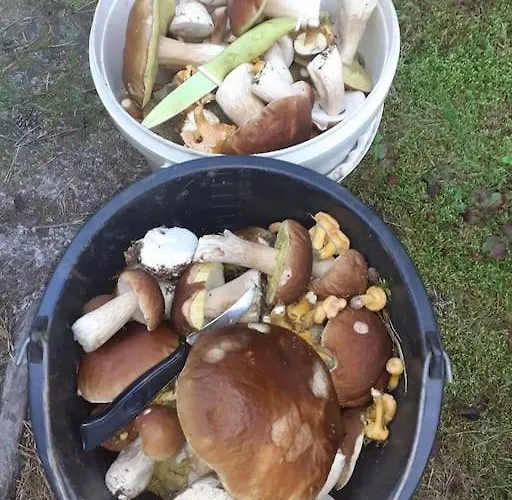 Komfortowy Dla Kilku Rodzin Wolnica (Lidzbark)