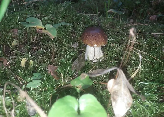 Komfortowy Dla Kilku Rodzin * Wolnica (Lidzbark)