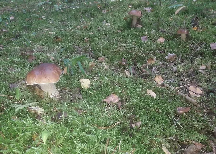 Komfortowy Dla Kilku Rodzin * Wolnica (Lidzbark)